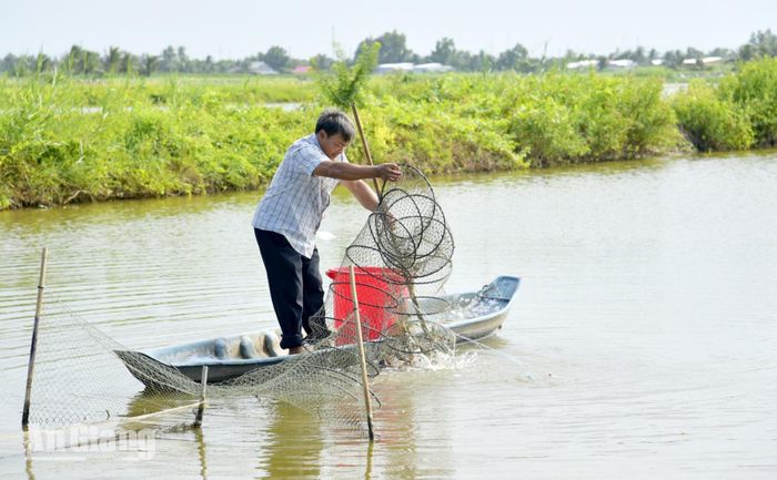 Thành viên Hợp tác xã nông nghiệp Nam Quý thăm lú, kiểm tra tình hình nuôi tôm tại vùng sản xuất tôm - lúa.
