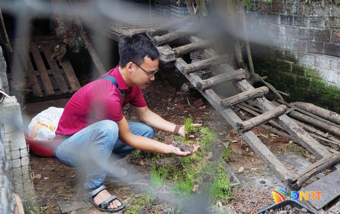 Hợp tác xã Phú Bình tận dụng phế phẩm trong nông nghiệp để làm thức ăn cho gà H’Mông và chim trĩ. Ảnh: PHAN VINH