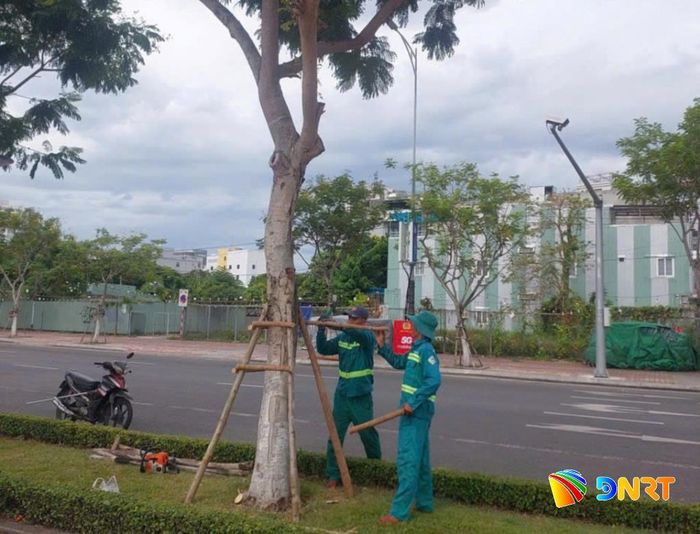 Công tác gia cố, chống dựng cây xanh được Sở Xây dựng yêu cầu các đơn vị hoàn thành trong tháng 8/2026. Ảnh: HOÀNG HIỆP