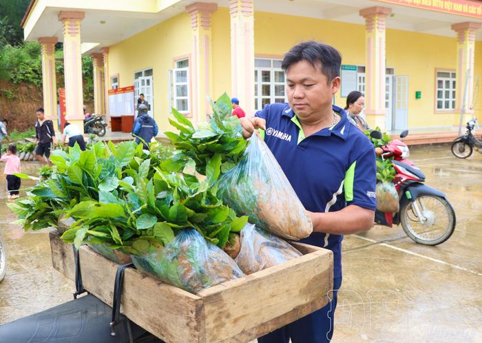Người dân xã Quài Tở nhận cây giống để trồng mới cây cà phê năm 2026. 