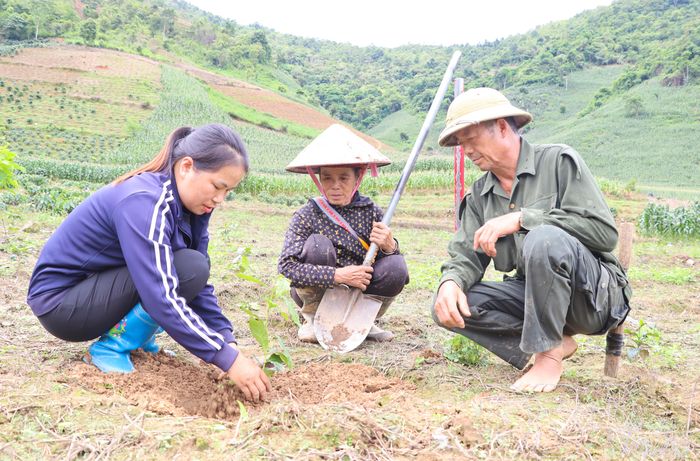 Cán bộ Trung tâm Dịch vụ tổng hợp xã Tuần Giáo hướng dẫn người dân kỹ thuật trồng mới cây cà phê.