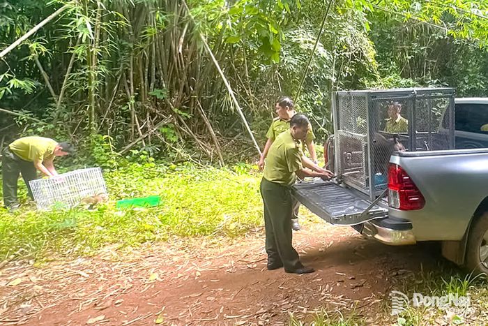 Các cá thể khỉ hoang dã được thả về môi trường tự nhiên trong tình trạng sức khỏe tốt. Ảnh: CTV