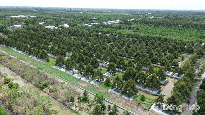 Mã số vùng trồng là yêu cầu bắt buộc đối với nông sản xuất khẩu hiện nay.