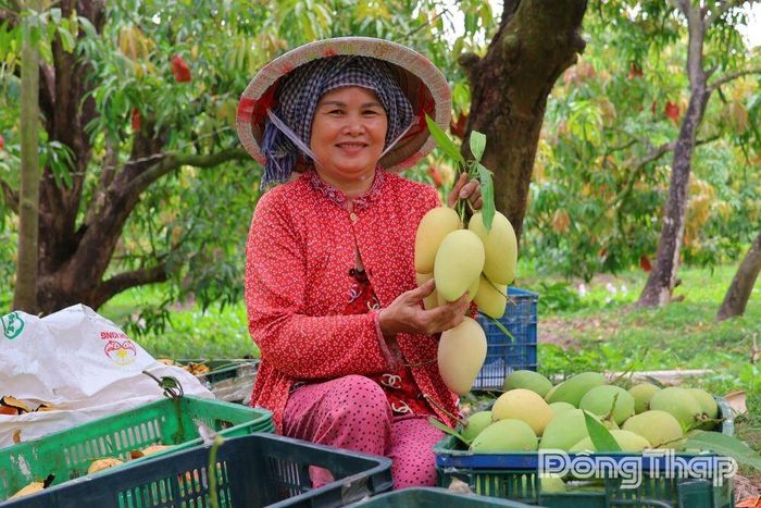 Nông dân xã Mỹ Thọ thu hoạch xoài - sản phẩm chủ lực đang được địa phương định hướng phát triển theo hướng an toàn, chất lượng và bền vững.