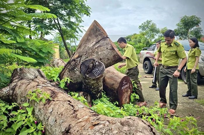  Chi cục Kiểm lâm tỉnh Gia Lai đề nghị Hạt Kiểm lâm khu vực Chư Sê phối hợp với UBND xã Ia Hrú hoàn thành việc đo đạc, kiểm đếm và báo cáo trước ngày 15-8. Ảnh: M.P 