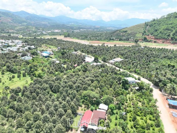Những con đường bê tông vừa hoàn thành băng qua khu vườn sầu riêng của người dân tại xã Tây Khánh Sơn.