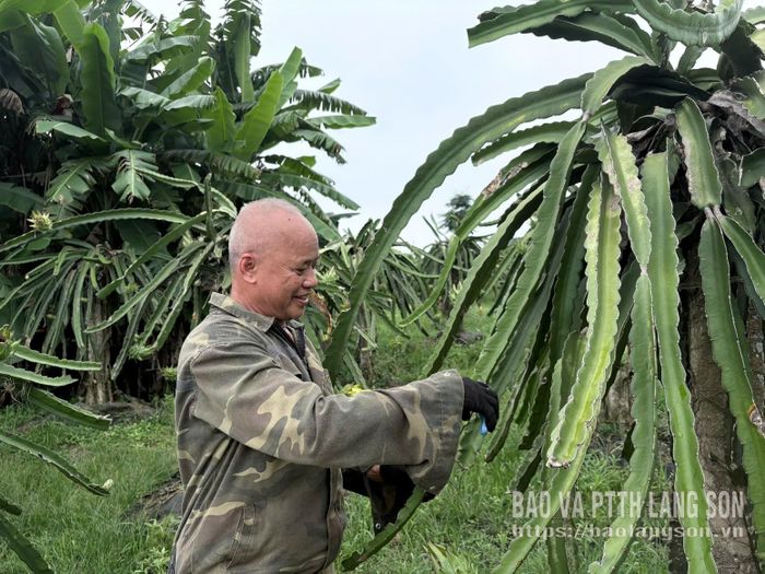 Người dân xã Vân Nham chăm sóc cây thanh long