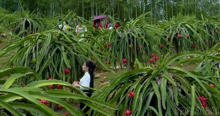 Du khách sẽ có dịp được tham gia trải nghiệm tại không gian hoa trái 4 mùa tại địa phương. (Ảnh: T.L)