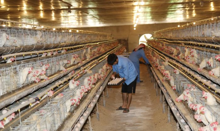 Trang trại gà Trung Oanh tạo việc làm cho hơn 20 lao động địa phương.