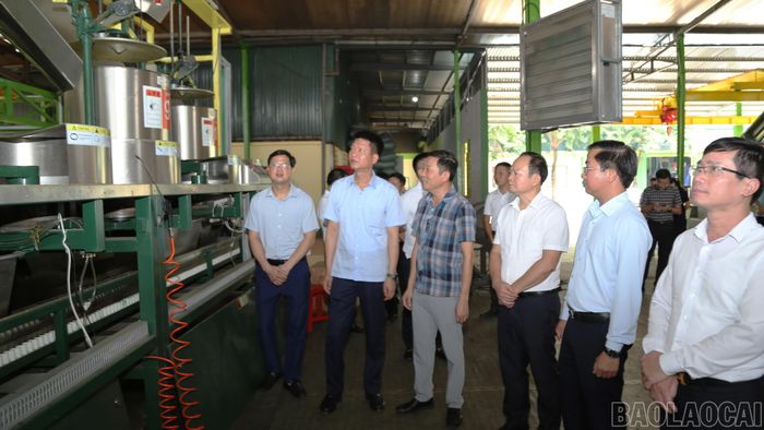 Khảo sát dây chuyền sản xuất công nghệ chè xanh tại Công ty Cổ phần Phong Hải.