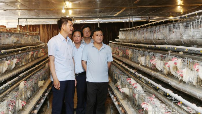 Phó Bí thư Tỉnh ủy Nguyễn Thế Phước thăm mô hình chăn nuôi trang trại gà Trung Oanh.