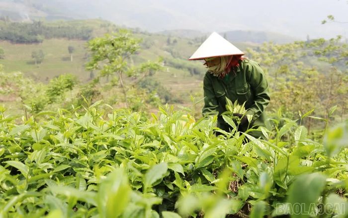Người dân Mường Khương thu hái chè.