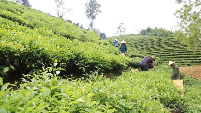 Liên kết sản xuất, chế biến và tiêu thụ góp phần nâng cao giá trị cây chè, tăng thu nhập cho nông dân.