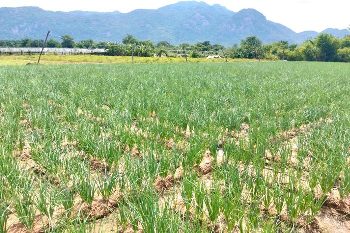 Cánh đồng hành tím của nông dân xã Vĩnh Hảo