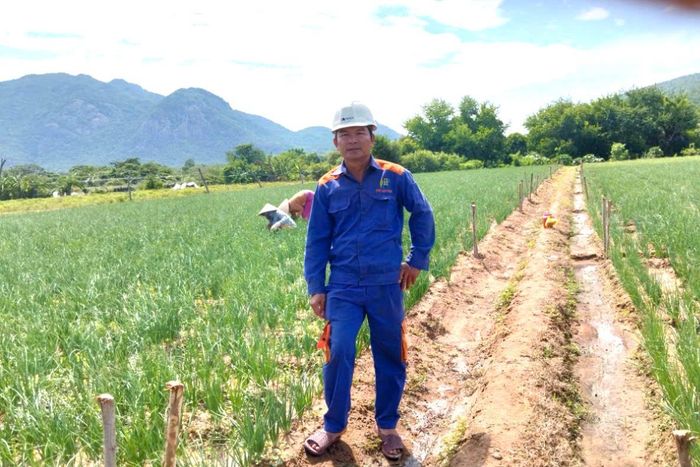 Anh Đặng Quốc Hùng (xã Vĩnh Hảo) bên diện tích hành mới xuống giống sớm