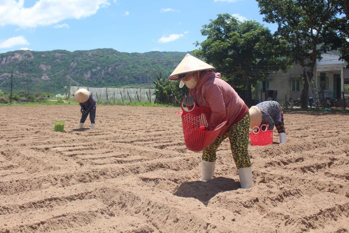 Tùy thời tiết, người dân có thể sản xuất hành tím 2 - 3 vụ/năm