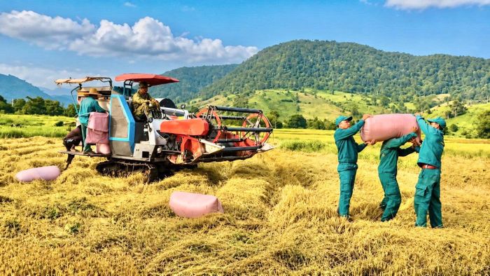 Ban Chỉ huy Quân sự xã Đông Giang giúp dân vận chuyển lúa vào nơi tập kết