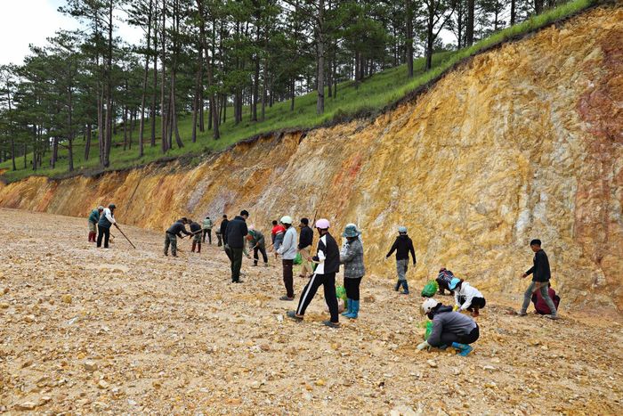 Ban Quản lý rừng phòng hộ Đa Nhim tổ chức trồng lại thông trên các diện tích đất san gạt nằm trong phạm vi đơn vị quản lý