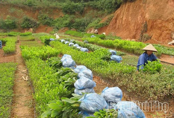 Sản xuất cây giống mang lại nguồn thu ổn định cho nhiều hộ dân trong xã.