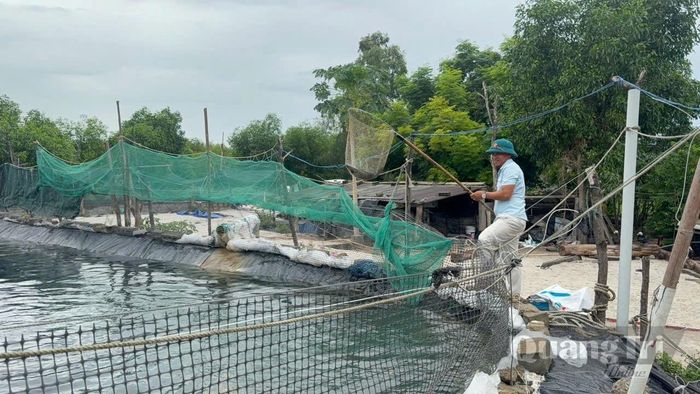 Anh Nguyễn Hữu Thuấn chăm sóc mô hình nuôi ếch, cá lóc mang lại hiệu quả kinh tế tại quê hương - Ảnh: M.H