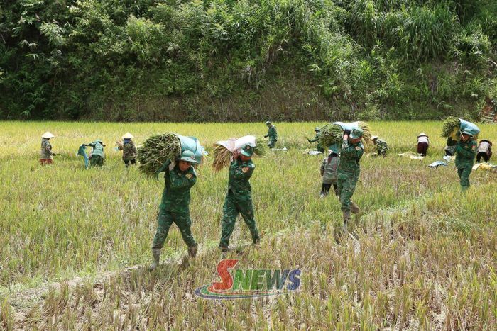 Cán bộ, chiến sĩ Đồn Biên phòng Chiềng Tương hỗ trợ gia đình chính sách ở bản Đin Chí, xã Lóng Phiêng thu hoạch lúa.