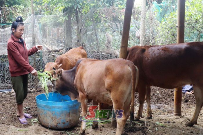 Mô hình nuôi bò của nhân dân bản Tà Sài, xã Chiềng Lao.