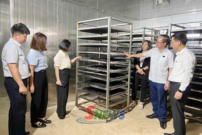 Hệ thống máy sấy lạnh của HTX Nông nghiệp và Dịch vụ hoa quả sấy Cường Hoa, xã Chiềng Sơn.