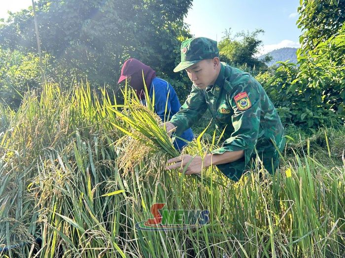 Cán bộ, chiến sĩ Đồn Biên phòng Chiềng Sơn hỗ trợ người dân bản Nậm Dên gặt lúa. Ảnh: PV