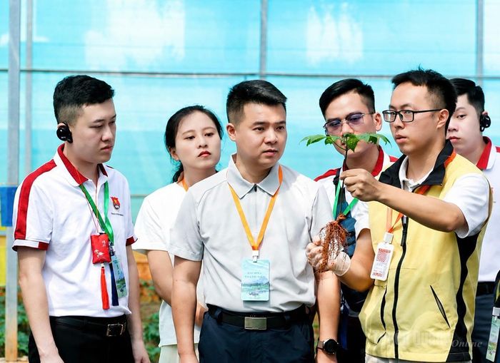 Đoàn đại biểu tìm hiểu về cây tam thất.