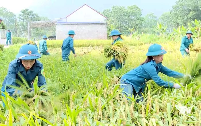 Cán bộ, chiến sĩ dân quân xã Đại Từ giúp gia đình chính sách gặt lúa trong mùa huấn luyện.