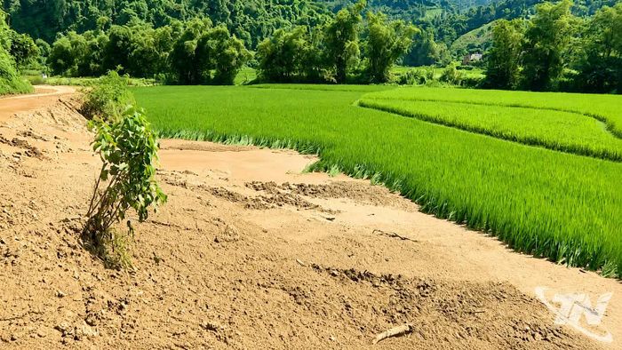 Sạt lở khiến bùn đất vùi lấp một phần ruộng lúa của người dân.
