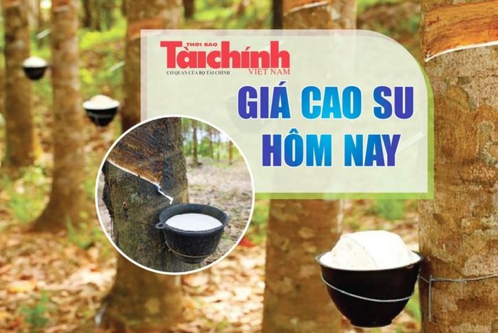 Giá cao su trên các sàn giao dịch chủ chốt châu Á hôm nay tiếp đà tăng.