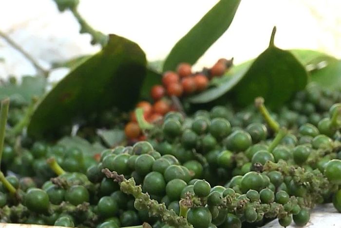 Giá tiêu hôm nay điều chỉnh tăng nhẹ. Ảnh minh họa