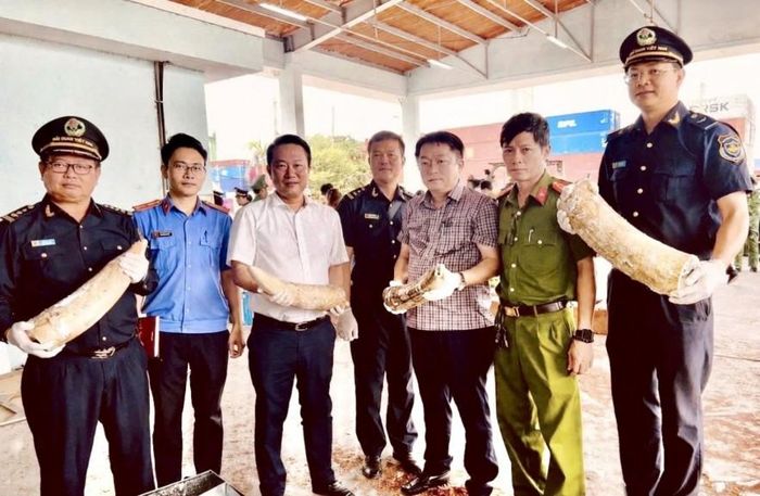 Hải quan triệt phá vụ buôn lậu ngà voi lớn tại miền Trung, thu giữ hơn 1,2 tấn tang vật. Ảnh: Cục HQ