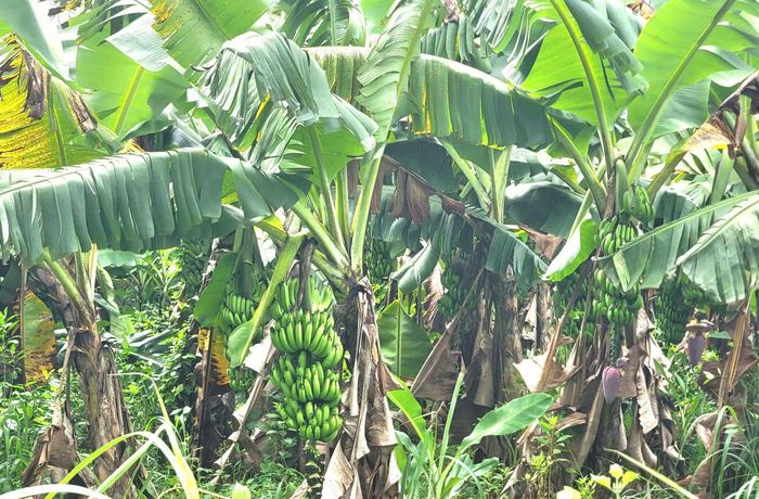 Cây trồng, vật nuôi trên địa bàn đặc khu Côn Đảo được áp dụng giá bồi thường bằng 1,8 lần so với đơn giá chuẩn. Ảnh: Quang Phương