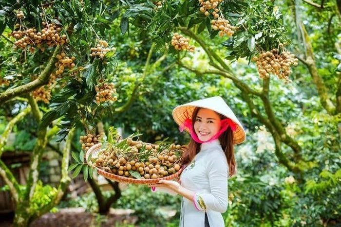 Nhãn Lồng Hưng Yên đã được cấp chỉ đẫn địa lý.
