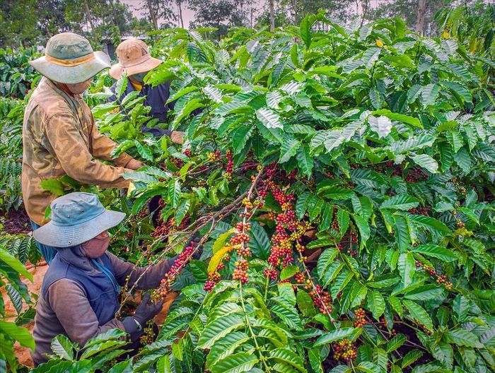 Hai nước trao đổi chính sách, kỹ thuật, kinh nghiệm phát triển cà phê, kết nối doanh nghiệp và huy động nguồn lực; hoạt động được triển khai từ tháng 9/2026 đến năm 2030.