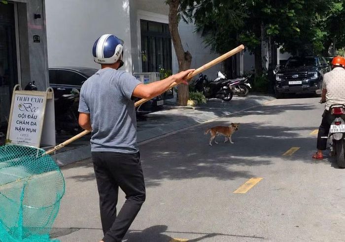 Phường Phú Thủy, tỉnh Lâm Đồng ra quân xử lý chó thả rông.