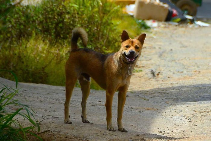 Chó thả rông nguy cơ gây hiểm họa đối với con người.