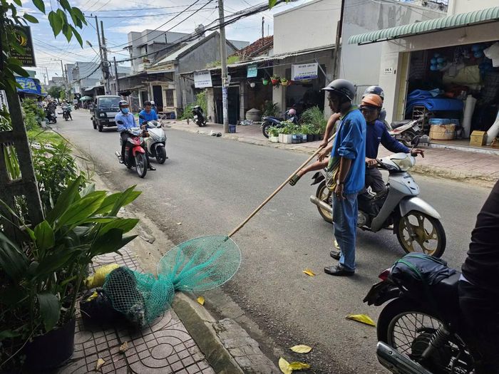 Hơn 20 con chó thả rông đã bị lực lượng chức năng phường Phú Thủy bắt giữ.