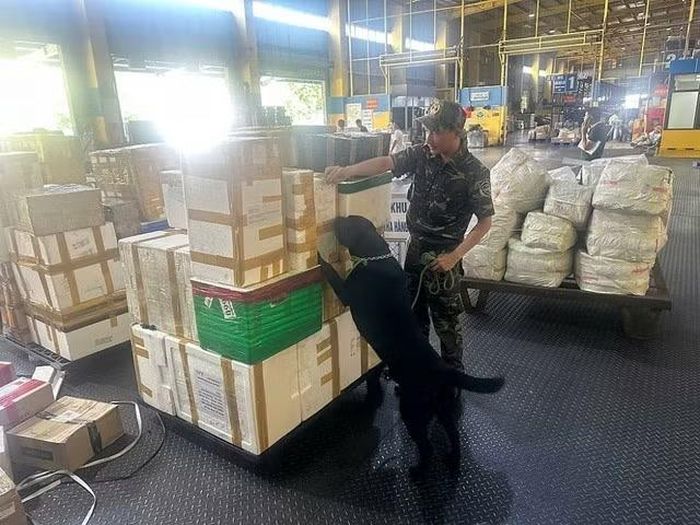 Công chức Hải quan sân bay quốc tế Nội Bài sử dụng chó nghiệp vụ kiểm soát chống buôn lậu.