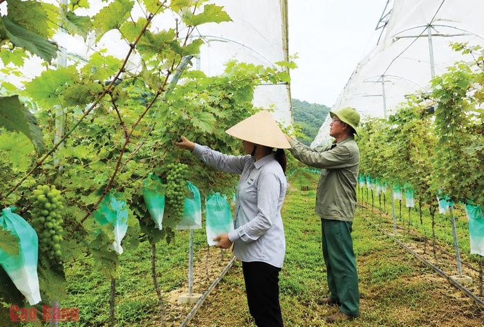 Gia đình ông Ma Văn Lê, xóm Đông Sơn, xã Minh Tâm chăm sóc vườn nho sữa.