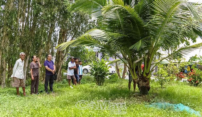 Cây dừa có hình dáng đặc biệt thu hút người dân đến xem.