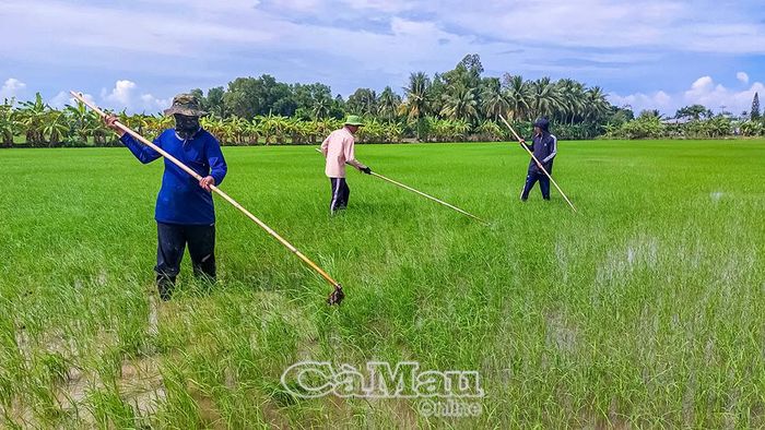Nông dân Xã Trần Văn Thời chăm sóc vụ lúa hè thu năm 2026.