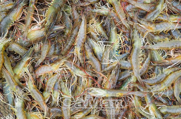 Tôm thẻ sau khi thu hoạch được thương lái thu mua với giá từ 60-80 ngàn đồng/kg, tuỳ kích cỡ.