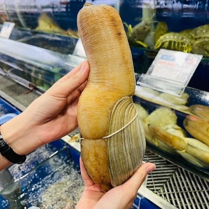 Phần vỏ của ốc có màu trắng ngà, hình dáng gợi liên tưởng đến vỏ trai ngọc. Ảnh minh họa