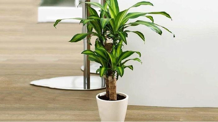 Đặt một chậu cây quá lớn ngay chính giữa cửa hoặc chắn lối đi lại không phải lựa chọn hợp lý. Ảnh minh họa