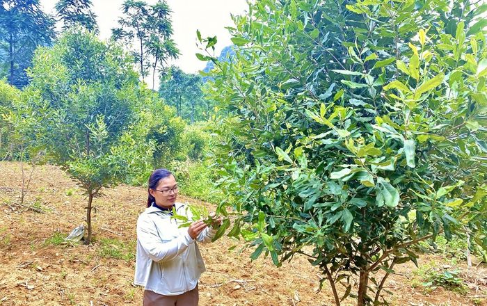  Cán bộ Phòng Kinh tế xã Quang Hán thường xuyên đi thăm vùng trồng, hỗ trợ người dân kỹ thuật chăm sóc cây mác ca. Ảnh Quốc Sơn 