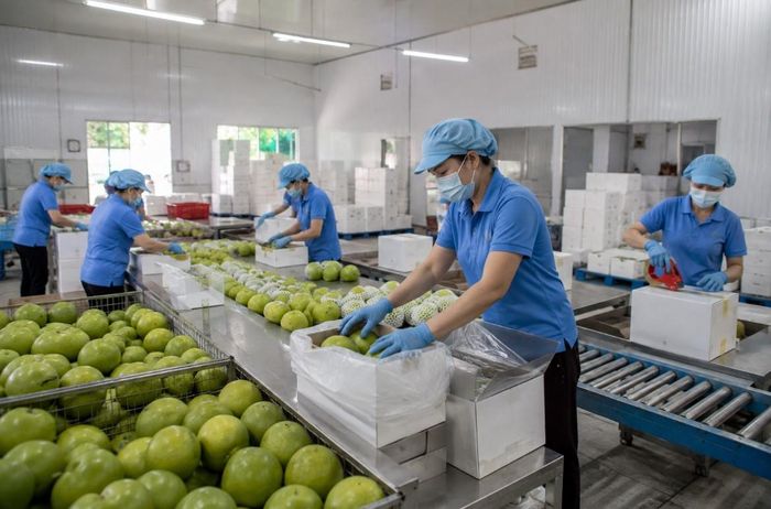  Đồng Tháp tăng cường phát hiện, xử lý các trường hợp vi phạm, gian lận hoặc sử dụng mã số vùng trồng, mã số cơ sở đóng gói không đúng quy định. Ảnh: Minh họa 