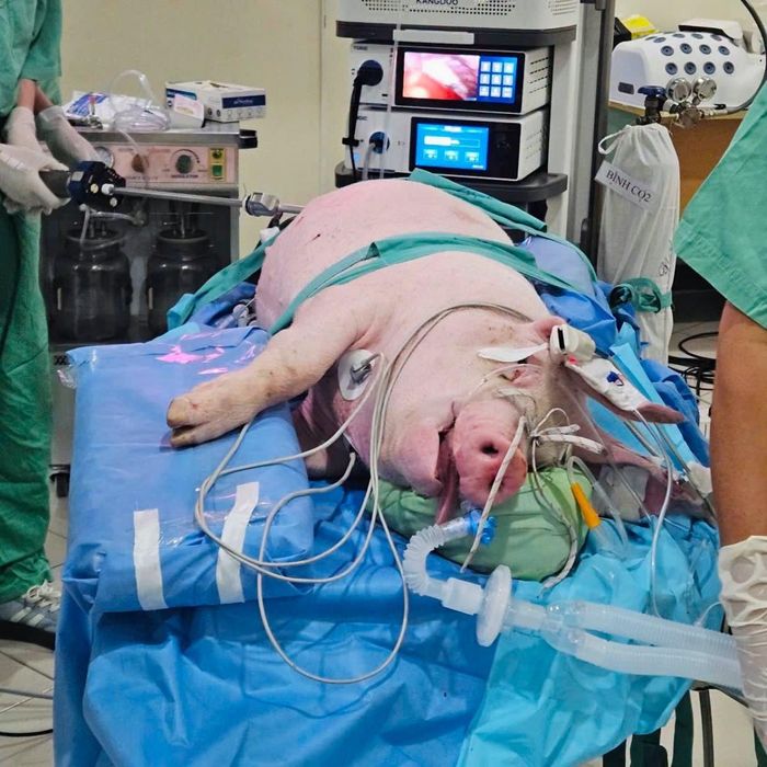 Hoạt động chuyên môn có ý nghĩa trong quá trình tiếp cận, đánh giá và làm chủ công nghệ mới.